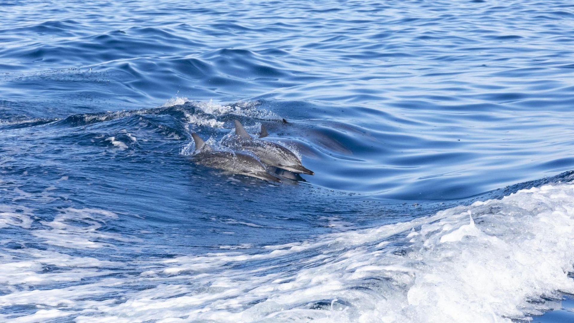 Mauritius dolphin watching speedboat tour