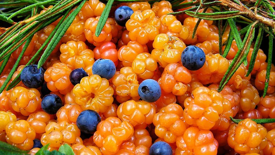 Rovaniemi: Mushrooms & Wild Berries Picking Tour - Small Group