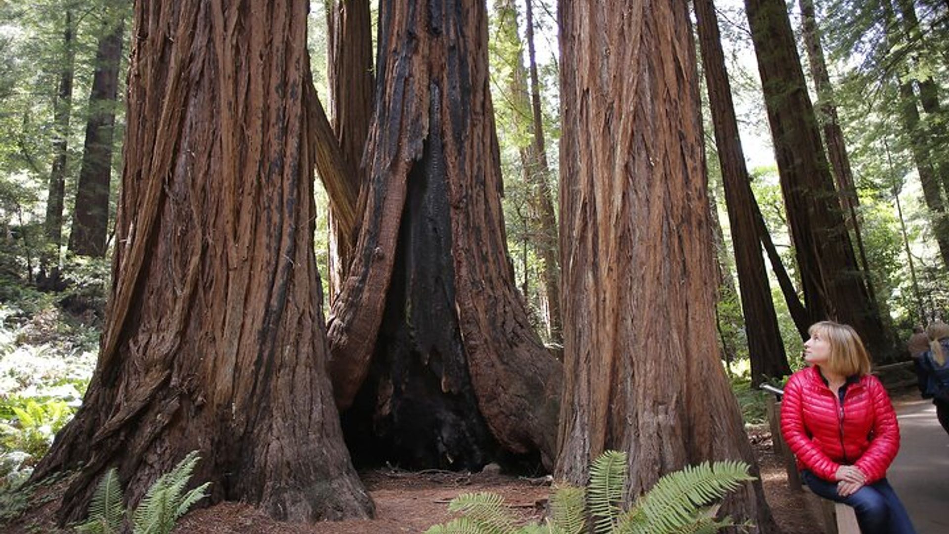 San Francisco - Muir Woods National Forest Tour image 1