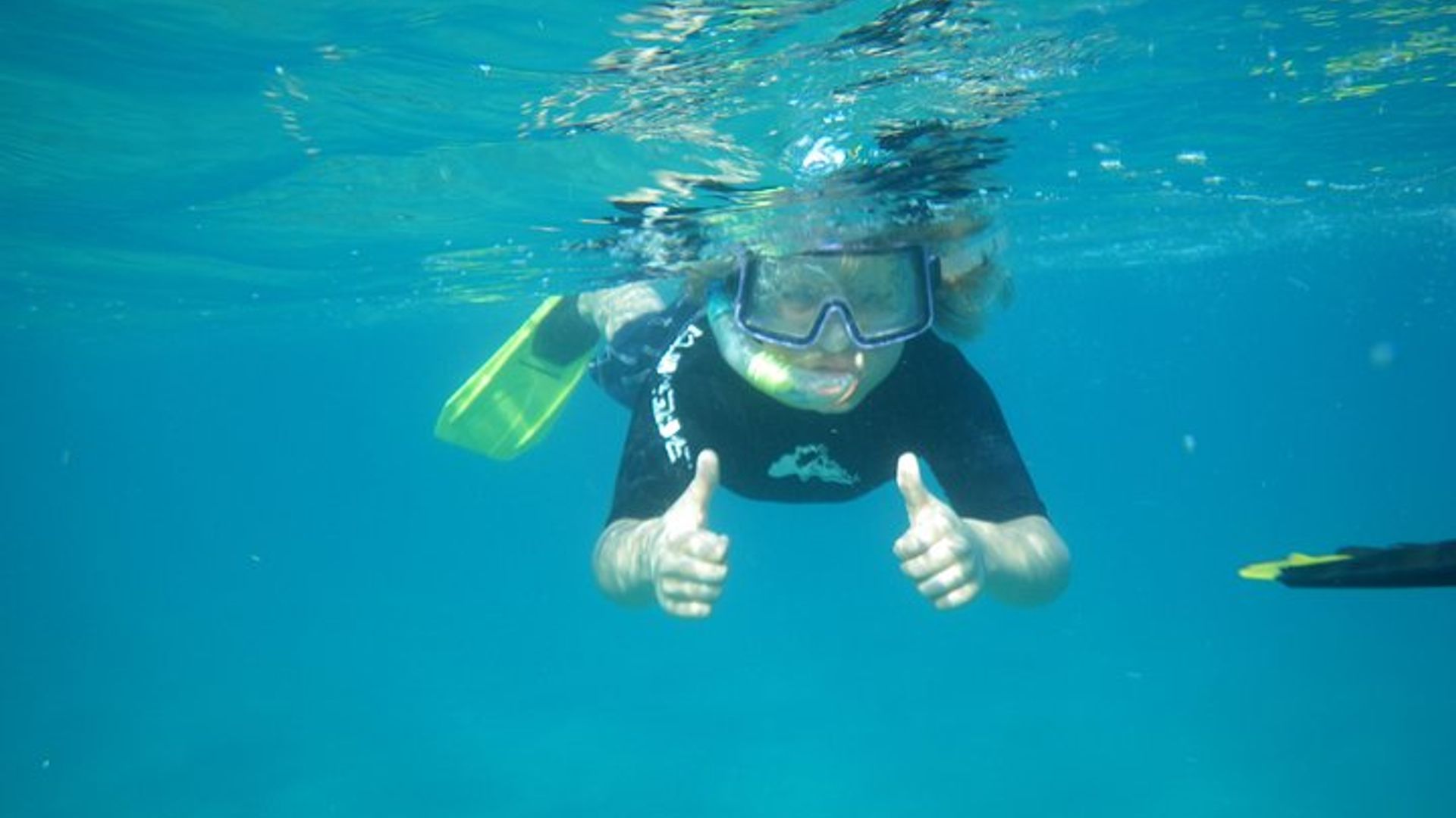 Observación de caballitos de mar