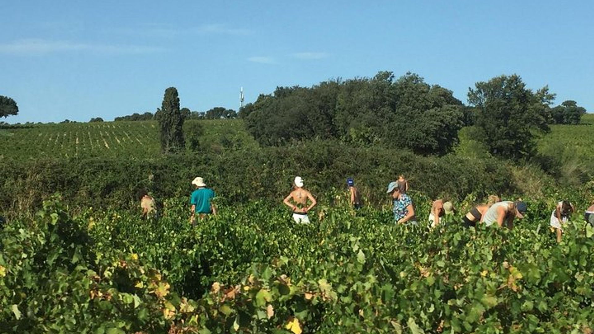 Aviñón, palacio del Papa y degustación de vinos de Côtes du Rhône