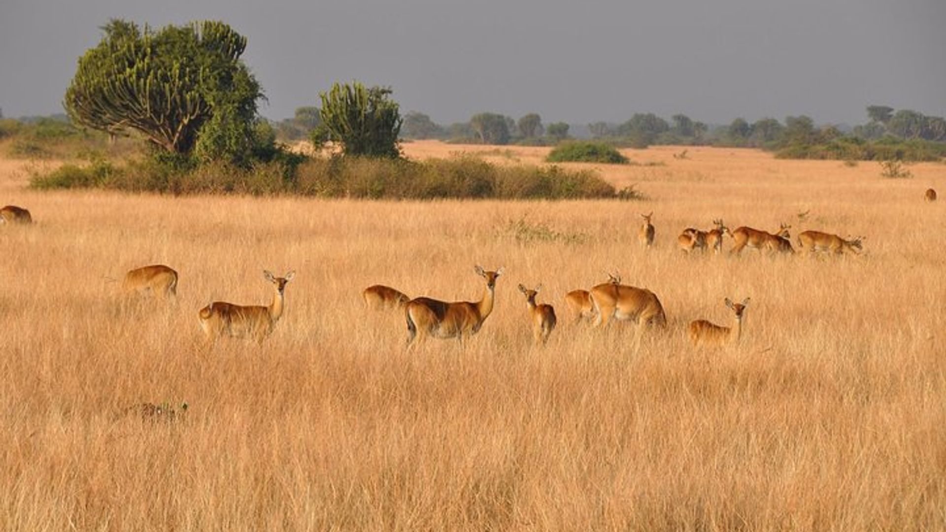 Uganda the Pearl of Africa Complete Wildlife 20 Day Safari