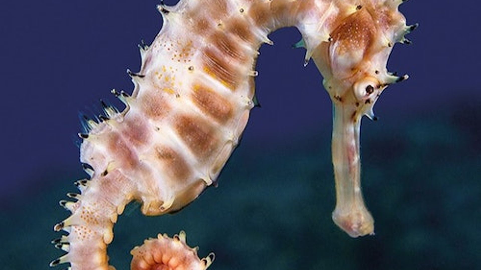 Palma Aquarium : Billet coupe-file + Cinéma 3D Aquadome en option