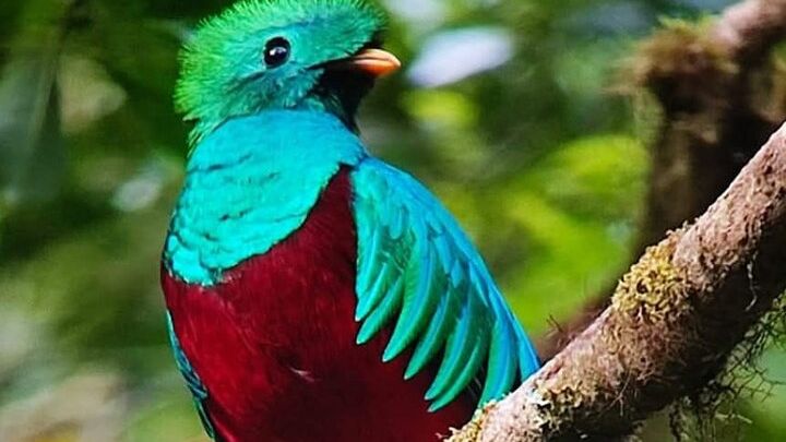 Monteverde Cloud Forest Bird Watching Small-Group Tour