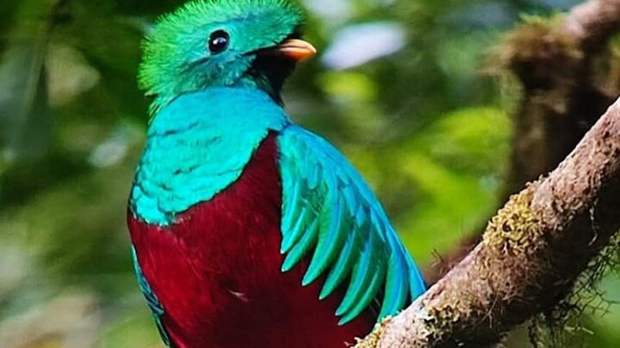 Monteverde Cloud Forest Bird Watching Small-Group Tour