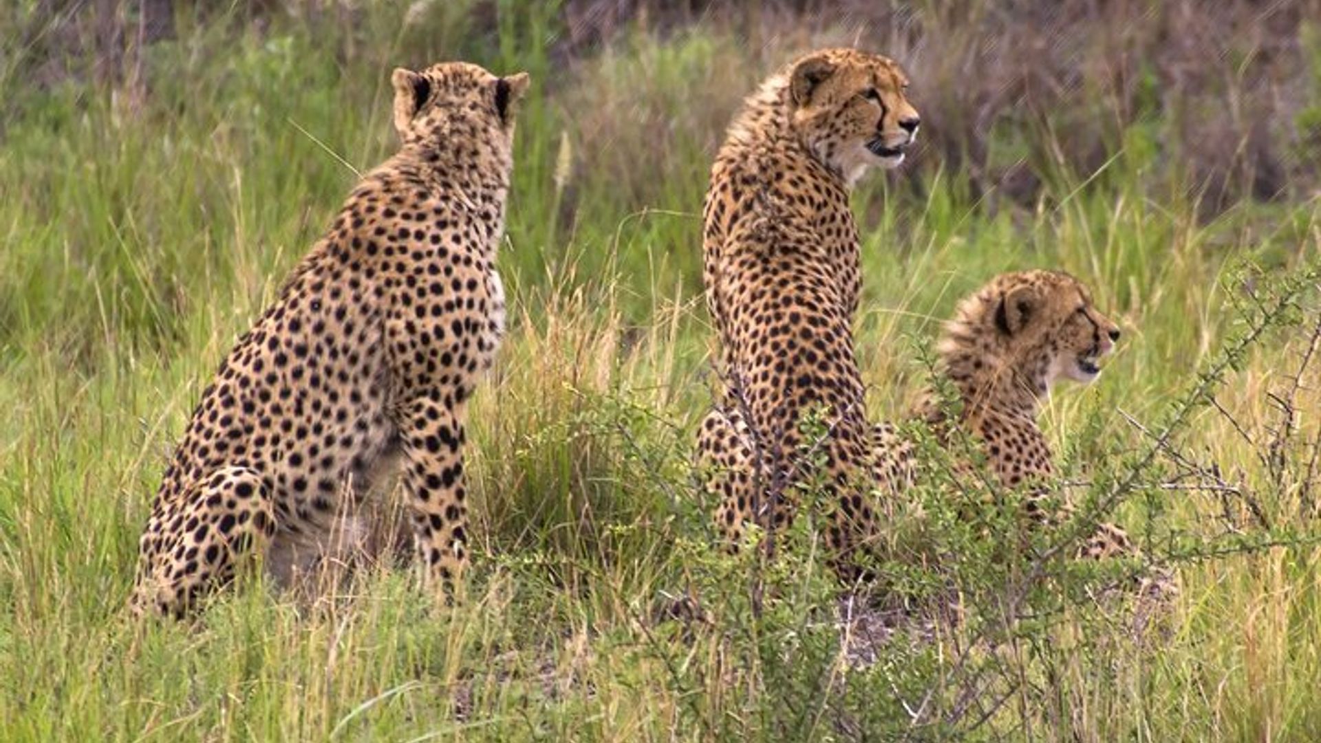 Ultimate Safari to Pilanesberg National Park From Johannesburg