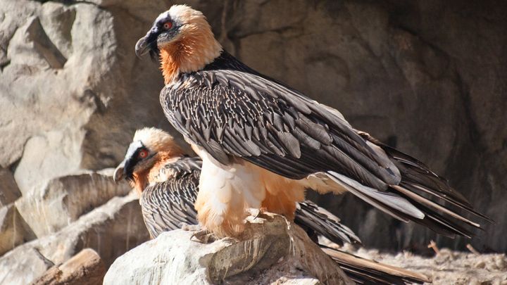 Alpenzoo + Hungerburgbahn