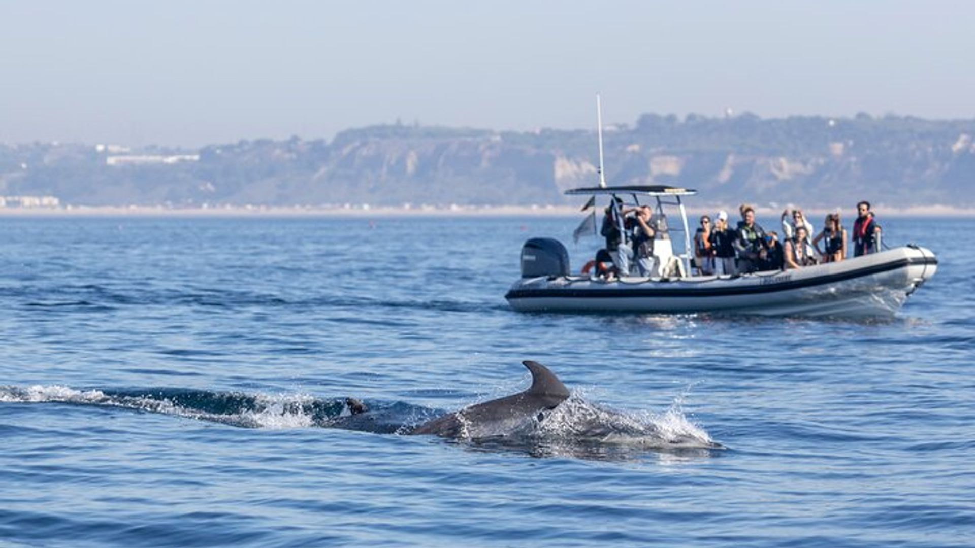 Croisière d'observation des dauphins en petit groupe à Lisbonne