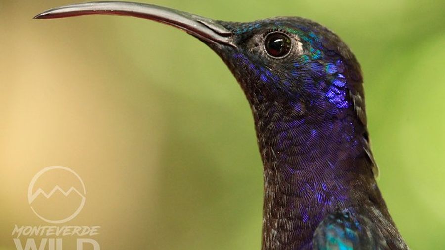 Monteverde Small-Group Bird-Watching Tour