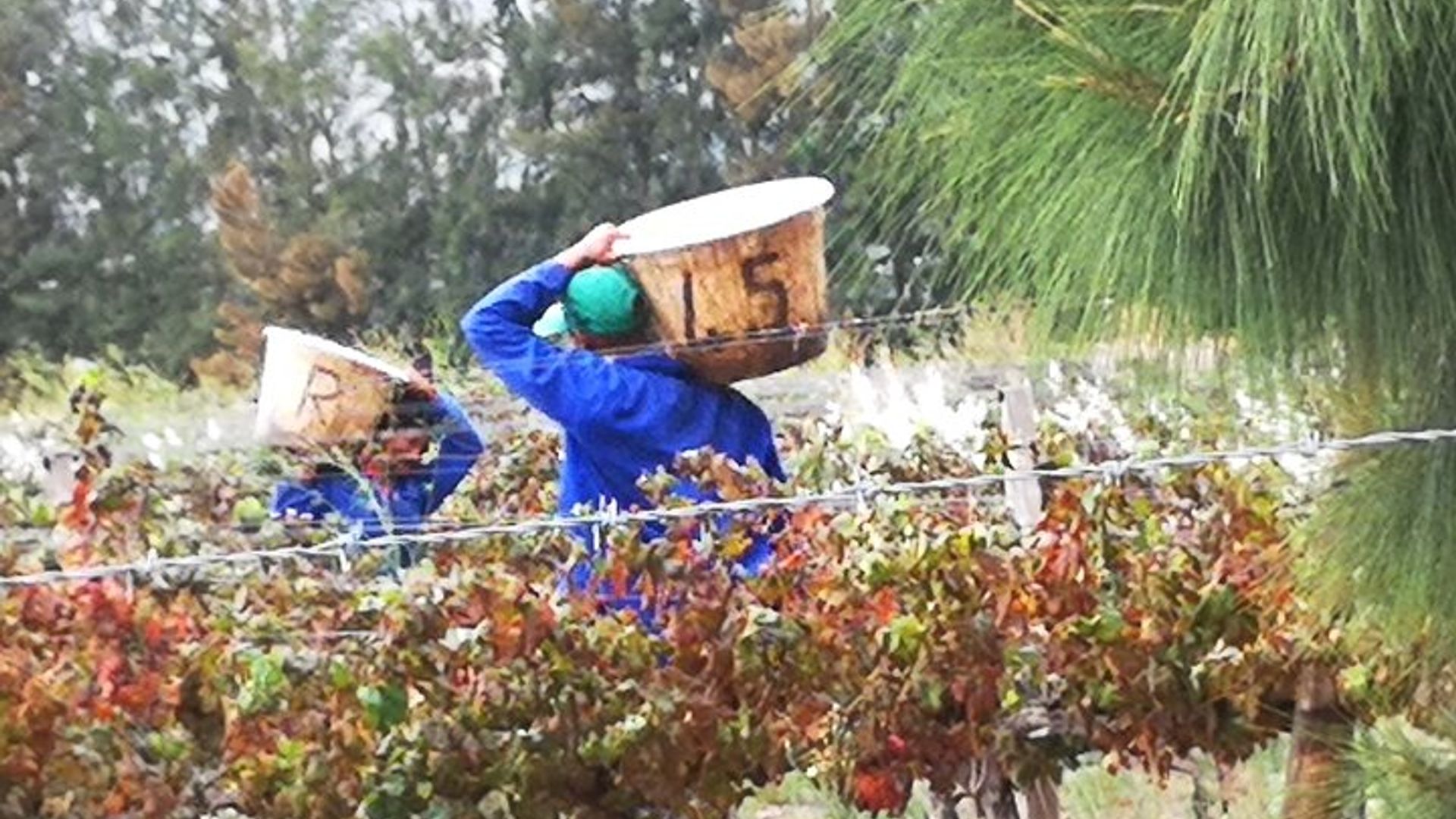 Excursion privée d'une journée de dégustation au Cap Winelands