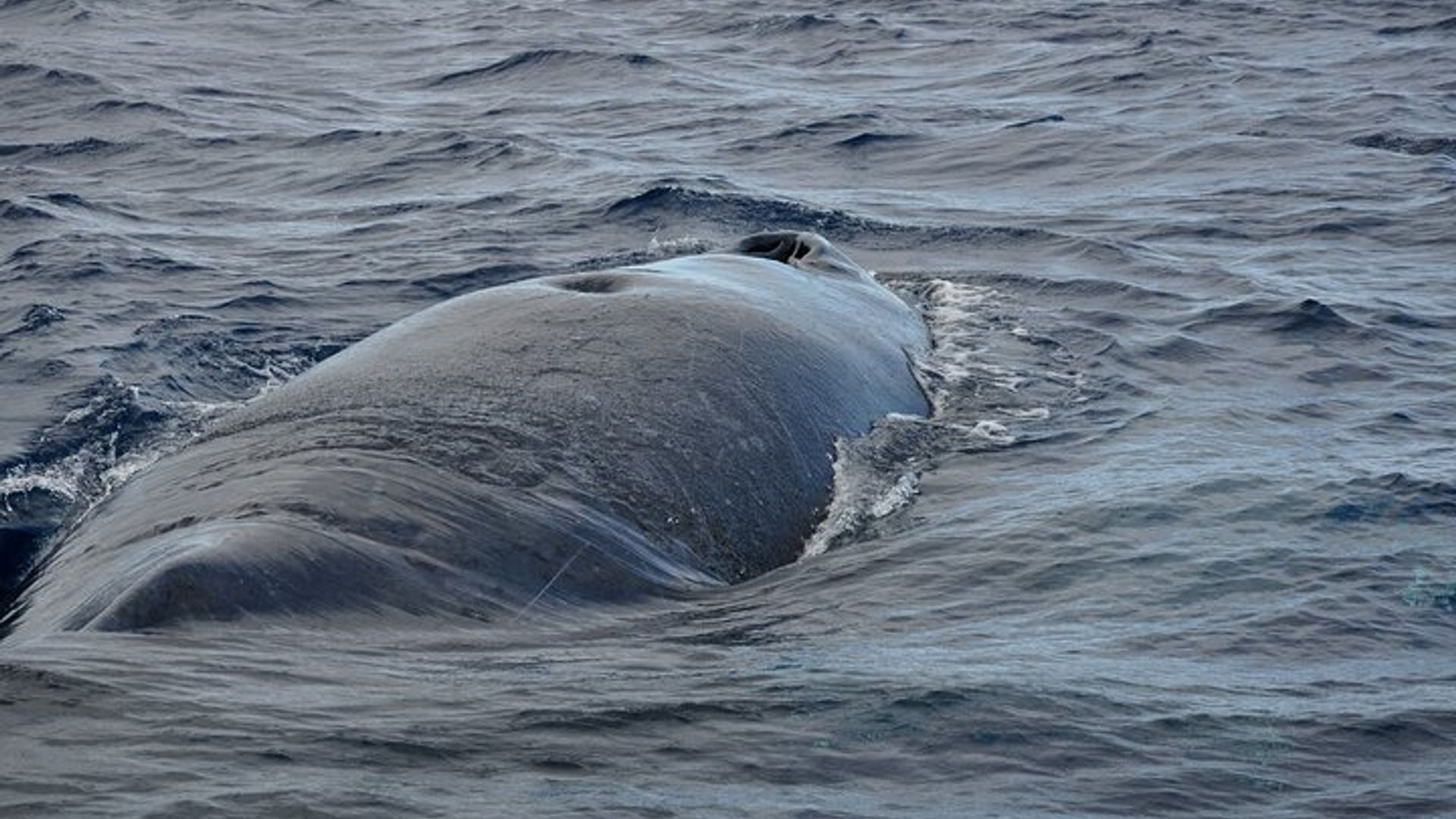 Dolphins and whale encounter on the West Coast of Mauritius