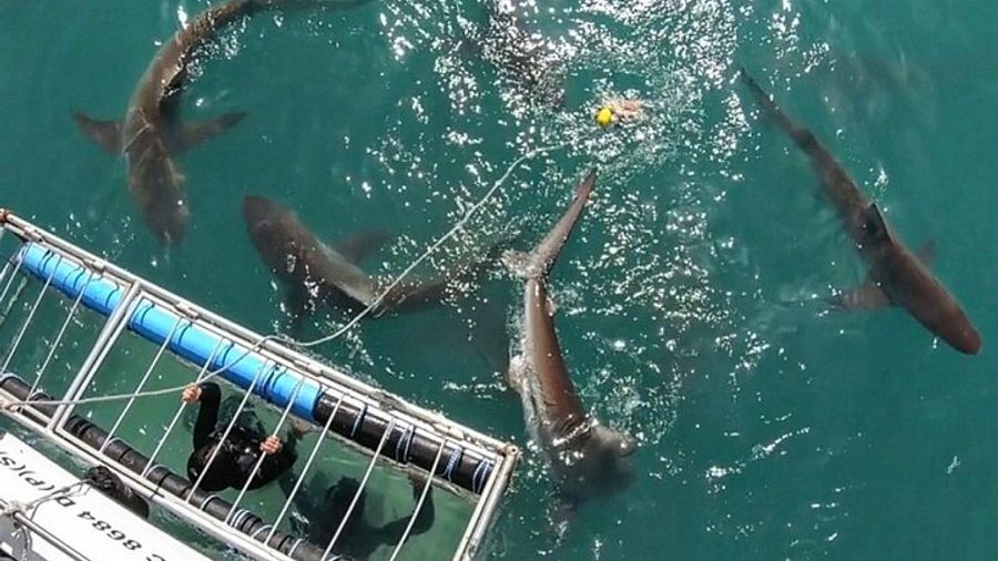 Cape Town: False Bay Shark Cage Diving Tour