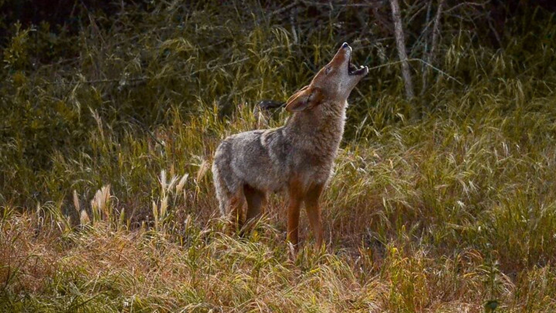 Golden Gate Park Twilight Wildlife Walking Tour image 1