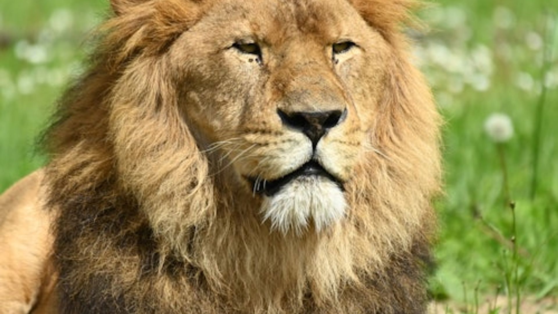 Bellewaerde Park: Entry Ticket