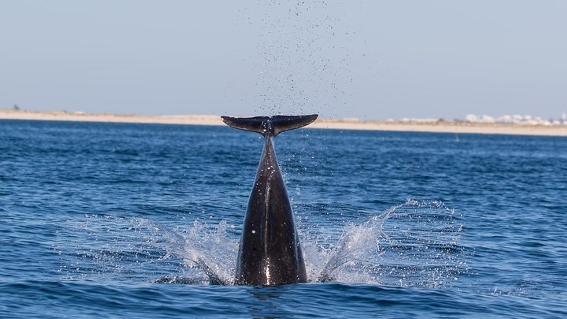 Observation de dauphins de Cabanas de Tavira