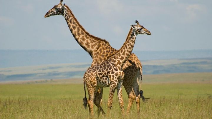 Maasai Mara 3-Day Group Tour with Hotel Pickup