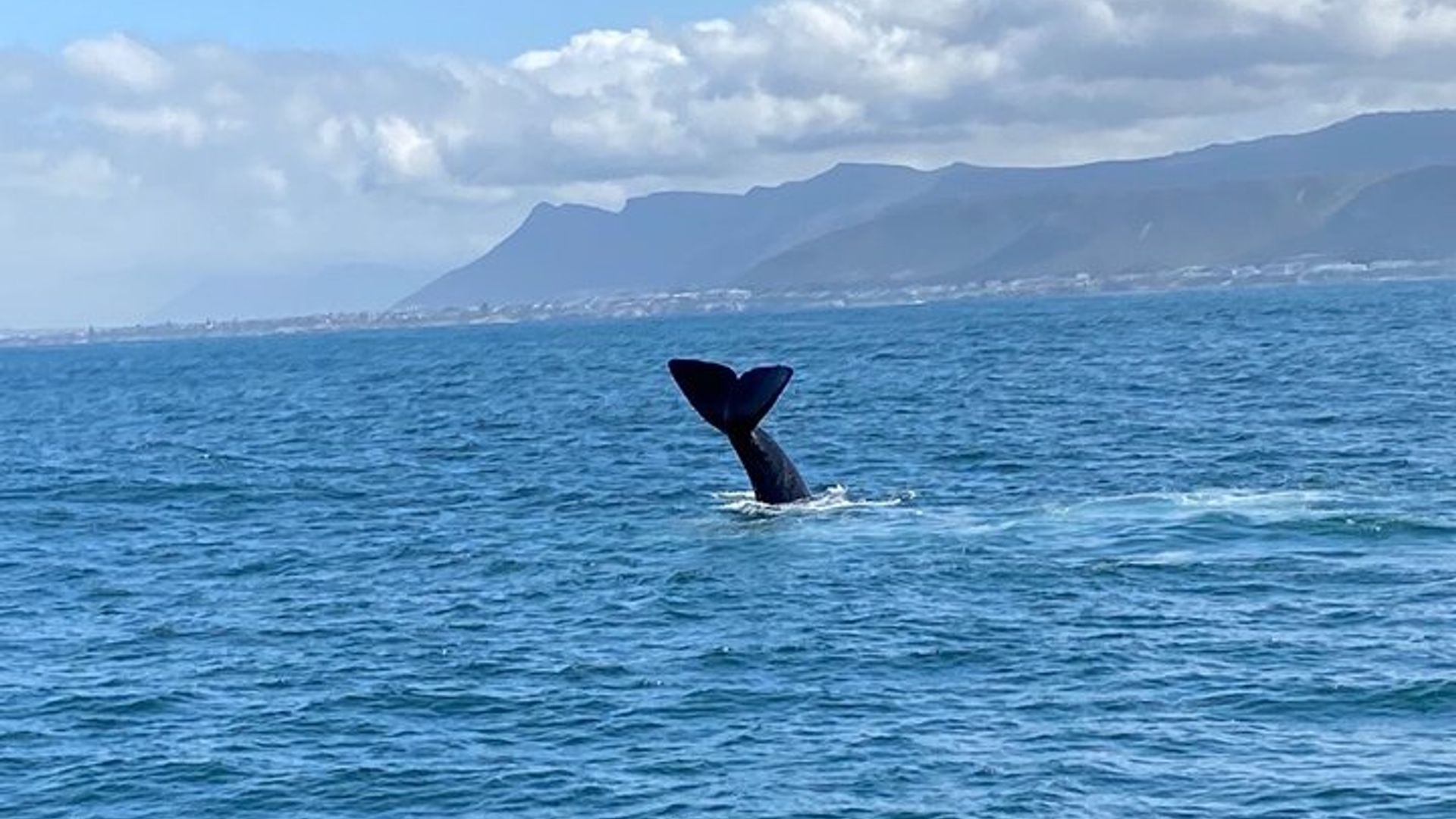 Visite privée Hermanus d'observation des baleines avec la prise en charge de l'hôtel