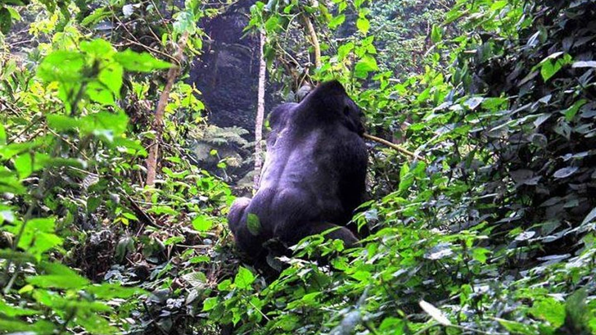 Bwindi ข้ามผ่านเคนยาแทนซาเนียกอริลลาซาฟารี 14 วัน 13 คืน