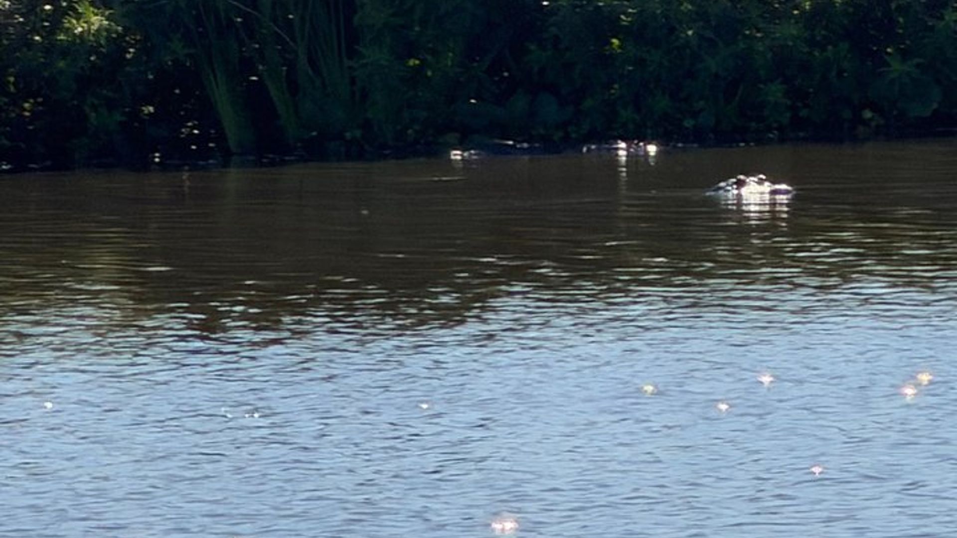 Orlando : Excursion diurne ou au coucher du soleil du lac Toho en petit groupe