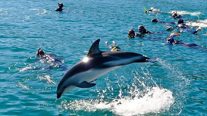 Half-Day Dolphin Eco-Tour from Picton