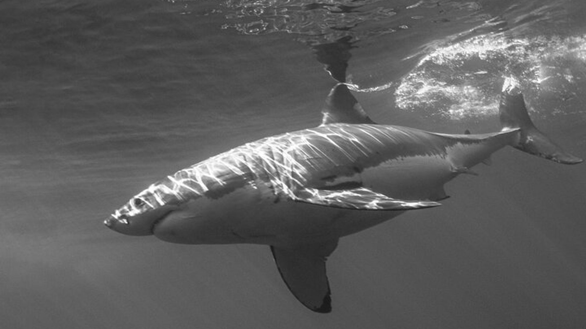 Top-bewertete Aktivitäten in Monterey Bay