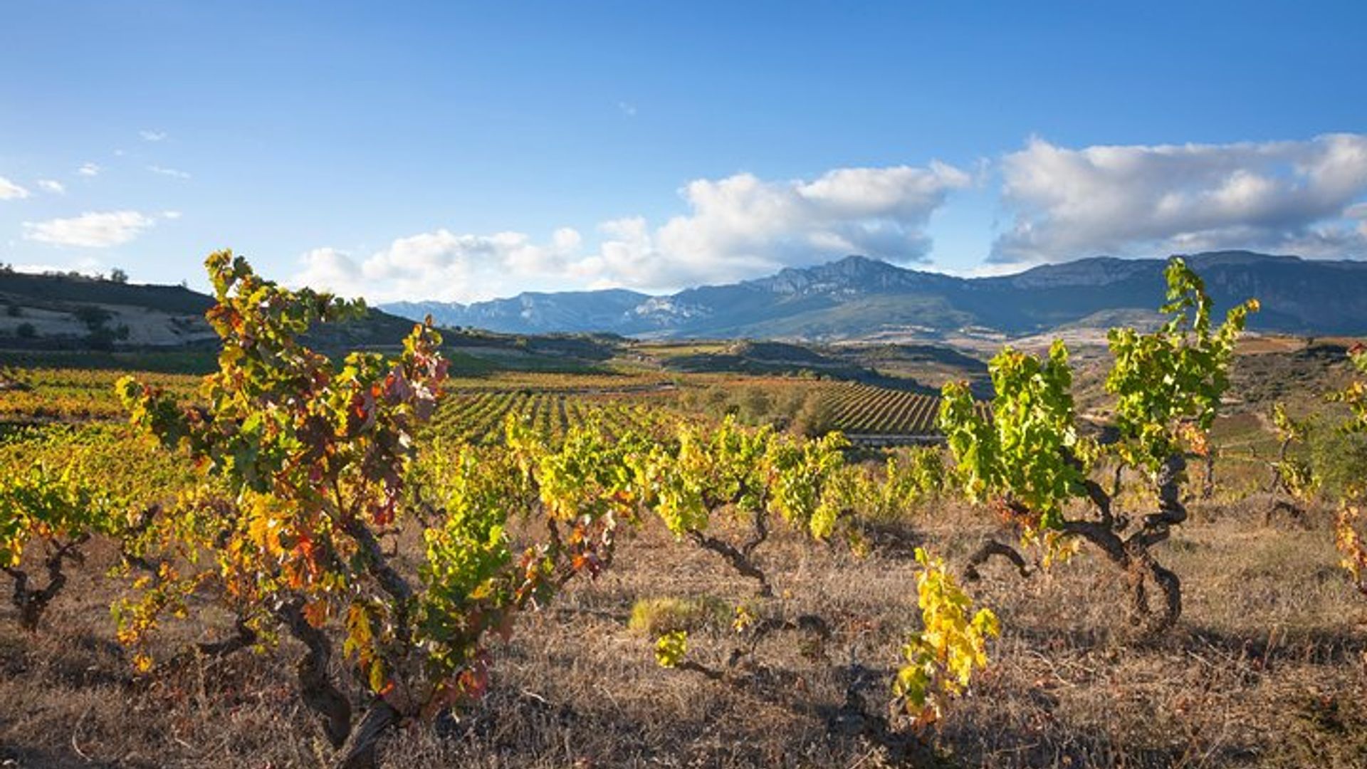 Rioja-Weintour: Weingut und traditionelles Mittagessen aus Vitoria