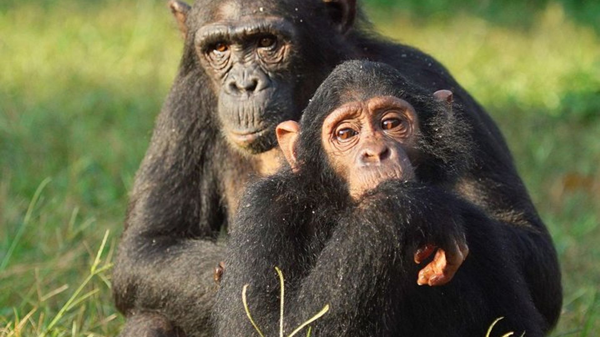 Ikiyaga cya Victoria Kuroba na Chimpanzee Urugendo Ruto-Amatsinda Yumunsi