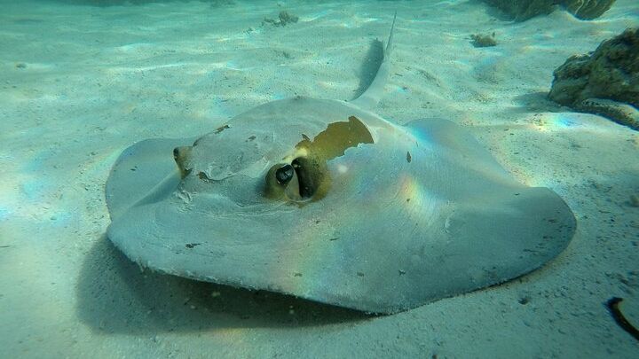 Snorkeling Adventure to Daymaniat Islands