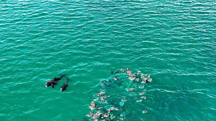 Ocean Safari: Sea Lions, Mobula Rays, Dolphins, Orcas & Whales