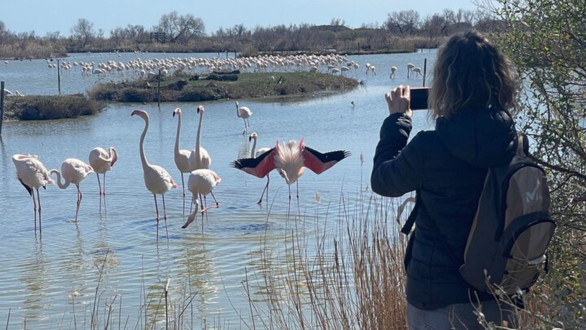 Journée en Camargue Aigues-Mortes et St Marie de la mer
