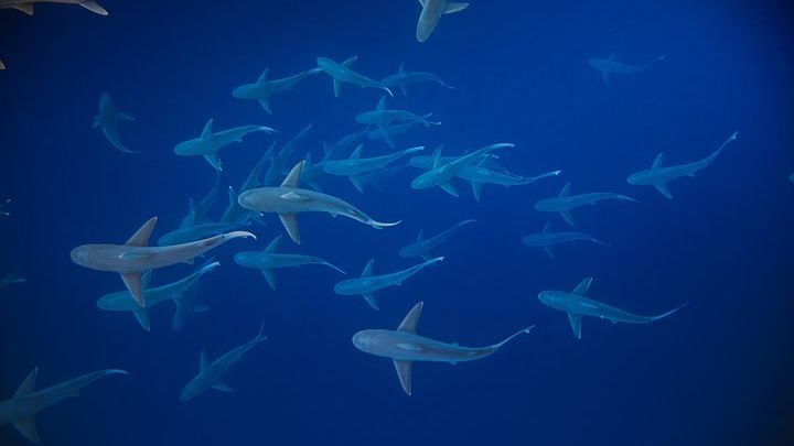 Dive with Sharks in Hawaii: Shark Tour from Haleiwa