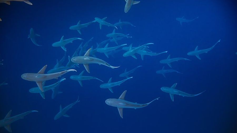 Dive with Sharks in Hawaii: Shark Tour from Haleiwa