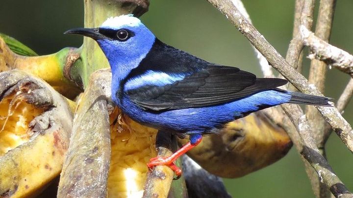 Curi-Cancha Reserve Small-Group Birding Tour