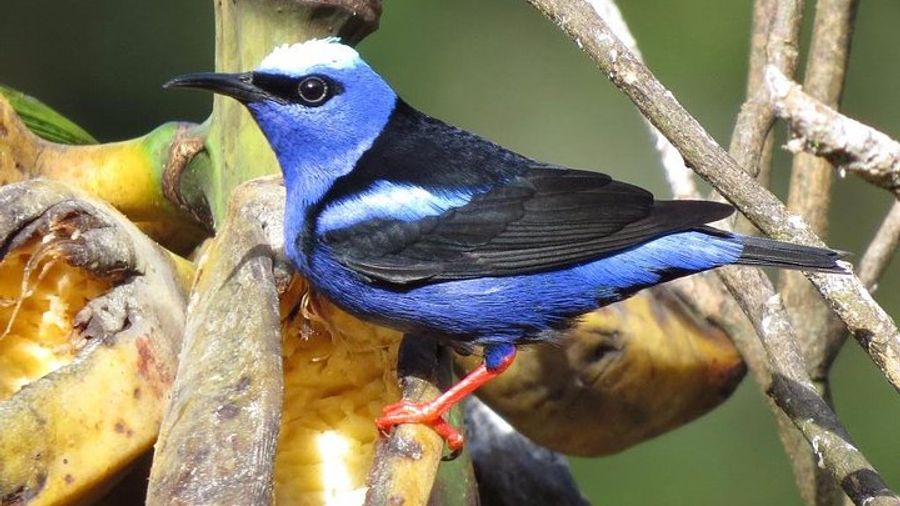 Curi-Cancha Reserve Small-Group Birding Tour
