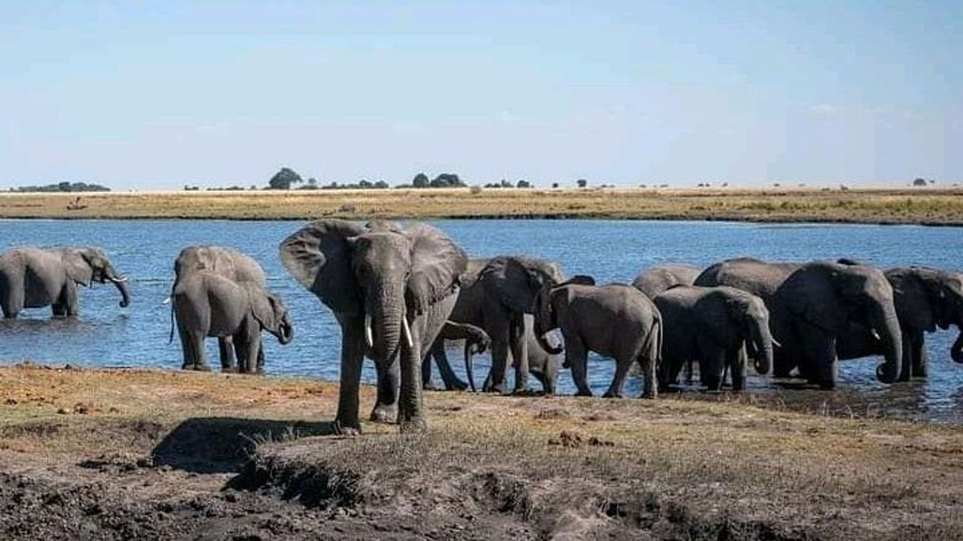 ทัวร์ Hwange Safari หนึ่งวันจากน้ำตกวิกตอเรีย