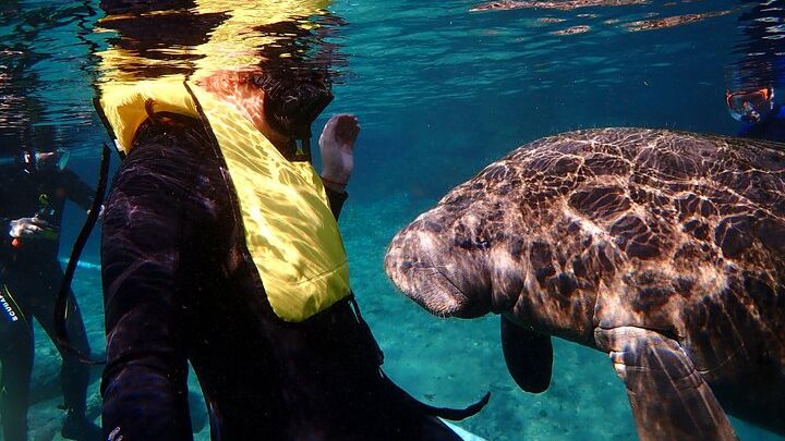 Swim with Manatees: Eco-Educational Tour in Crystal River