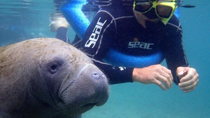 Crystal River Manatee Swim and Snorkel Tour With Photographer