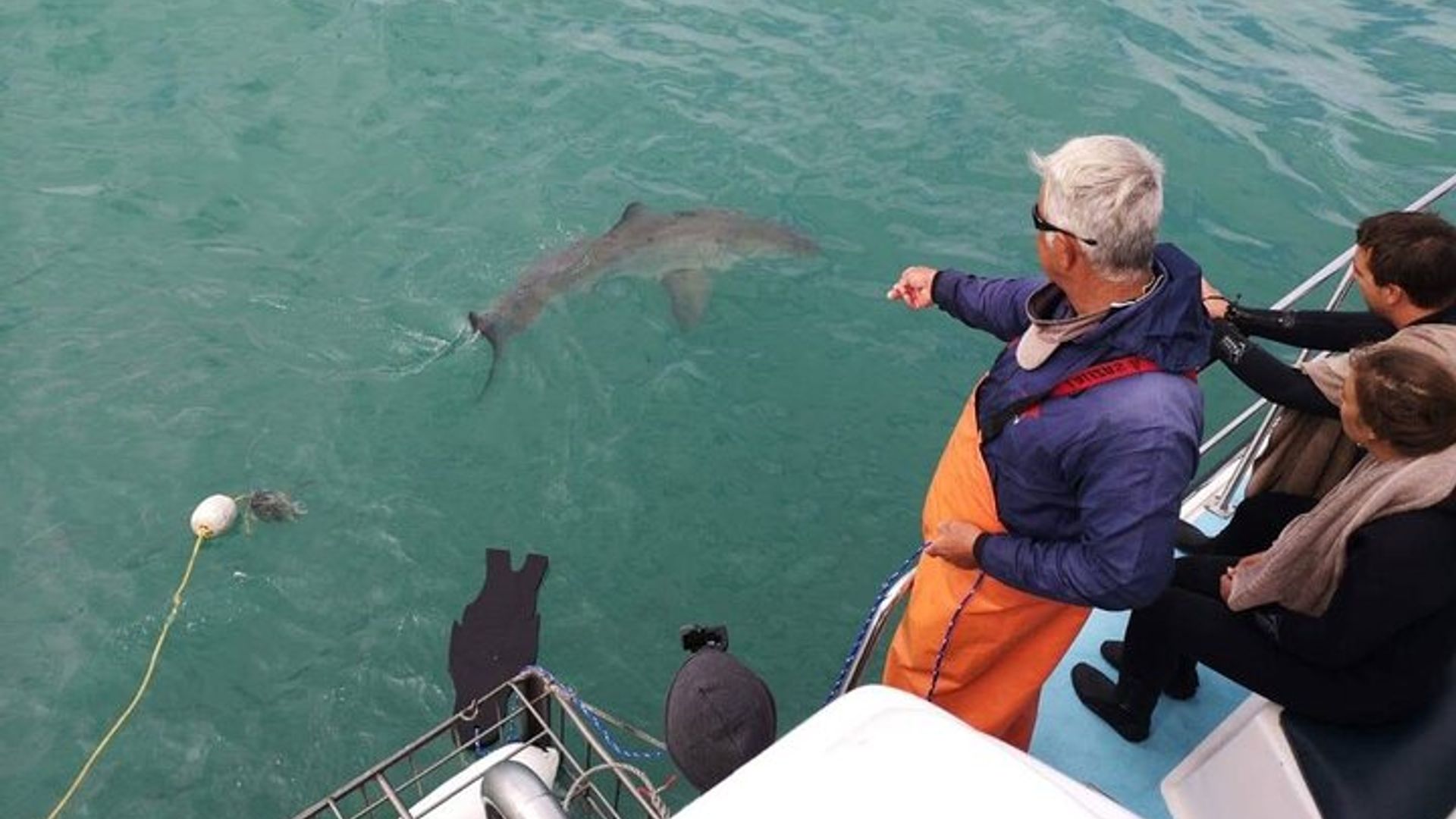 Shark Cage Diving Adventure CAPE TOWN(Lunch & Transport included)